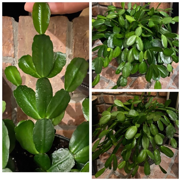 🌱Easter Cactus Plant Cutting - Picture 2 of 5